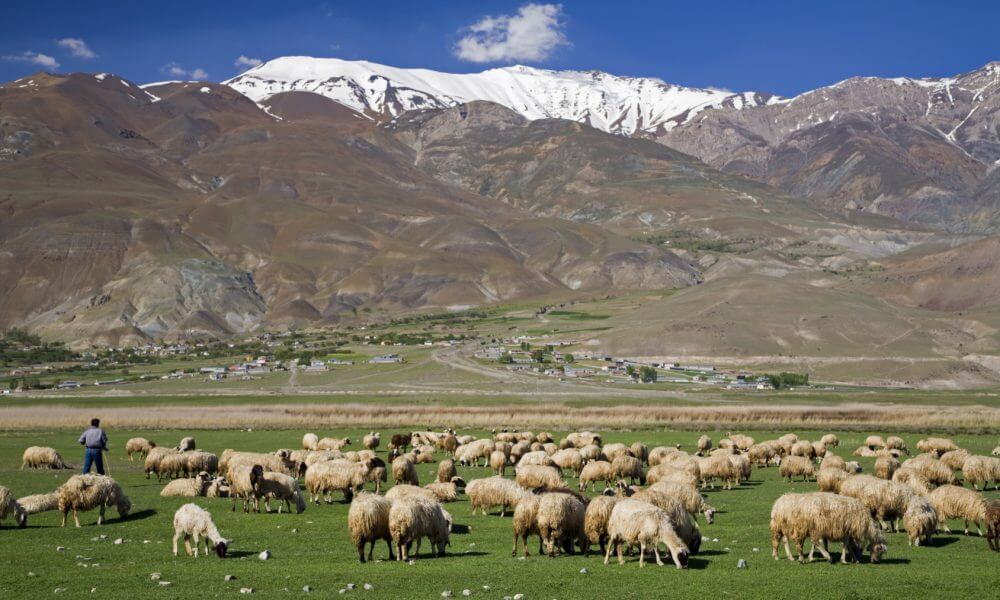 トルコにて。放牧された羊たち。
